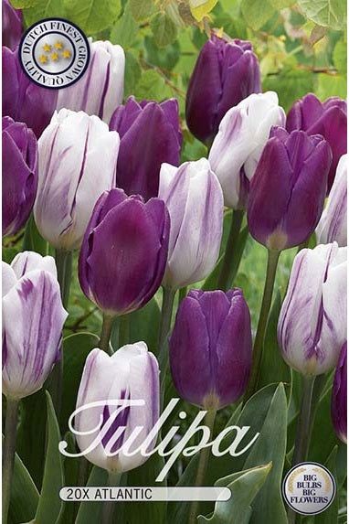 Tulip Atlantic 20-pakning